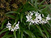 blanco Plantas de interior Guernsey Lily Flor (Nerine) foto