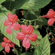赤 屋内植物 サル植物、赤Ruellia フラワー  フォト