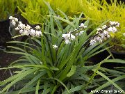 白 室内植物 麦冬 花 (Ophiopogon) 照片