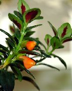 оранжев Стайни растения Hypocyrta, Златни Рибки За Растителна Цвете  снимка
