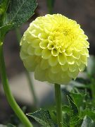 Dahlia gul Blomst