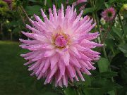 ružový Izbové Rastliny Jiřina Kvetina (Dahlia) fotografie