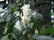ホワイト 屋内植物 白いろうそく、白Fieldia、fieldiaと、白いFeldia フラワー (Whitfieldia) フォト