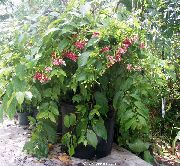 červená Pokojové rostliny Rangún Liána Květina (Quisqualis) fotografie