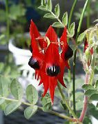 raudonas Vidinis augalai Omaras Letena, Papūga Snapas žiedas (Clianthus) nuotrauka