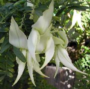 hvid Indendørs planter Hummer Klo, Papegøje Næb Blomst (Clianthus) foto
