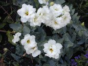 Eustoma (Eustoma) biały Kwiat