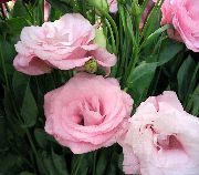 roze Kamerplanten Texas Klokje, Lisianthus, Tulp Gentiaan Bloem (Lisianthus (Eustoma)) foto