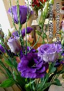 Texas Jacinthe Des Bois, Lisianthus, Gentiane De Tulipes bleu Fleur