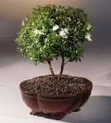 бял Стайни растения Мирта Цвете (Myrtus) снимка