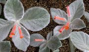 红 室内植物 Rechsteine​​ria 花 (Rechsteineria) 照片