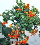 apelsin Krukväxter Marmelad Buske, Orange Browallia, Firebush Blomma (Streptosolen) foto