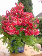 czerwony Rośliny domowe Schizanthus Kwiat  zdjęcie