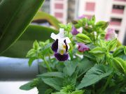紫 室内植物 横臂花，女装拖鞋，蓝翼  (Torenia) 照片