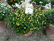 dzeltens Telpaugi Ķīli Ziedu, Ladys Tupele, Blue Wing Zieds (Torenia) foto