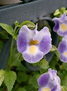 leylak Kapalı bitkiler Salıncaklı Çiçek, Hanımefendi Terlik, Mavi Kanat  (Torenia) fotoğraf