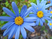blau Zimmerpflanzen Blaues Gänseblümchen- Blume (Felicia amelloides) foto
