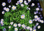 blau Zimmerpflanzen Blaues Gänseblümchen- Blume (Felicia amelloides) foto