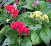 червоний Домашні рослини Целозия Квітка (Celosia) фото