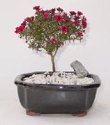赤 屋内植物 ニュージーランドティーツリー フラワー (Leptospermum) フォト