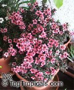 rosa Zimmerpflanzen Neuseeland Teebaum Blume (Leptospermum) foto