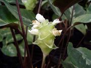 白 室内植物 竹芋，斑马厂，孔雀厂 花 (Calathea) 照片