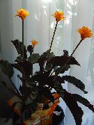 Calathea, Zebra Rostlina, Páv Rostlina oranžový Květina