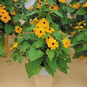 žlutý Pokojové rostliny Monokl Susan Květina (Thunbergia alata) fotografie