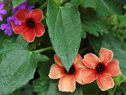 kırmızı Kapalı bitkiler Siyah Göz Susan çiçek (Thunbergia alata) fotoğraf