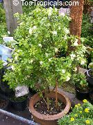 branco Plantas de interior Bark Tree, Orange Jessamine Flor (Murraya) foto