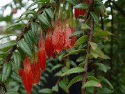 червен Стайни растения Agapetes Цвете  снимка