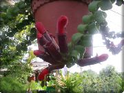 червоний Домашні рослини Агапетес Квітка (Agapetes) фото