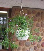 იასამნისფერი შიდა მცენარეები Asystasia ყვავილების  ფოტო