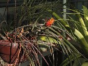 πορτοκάλι φυτά εσωτερικού χώρου Κουκουνάρι Bromeliad λουλούδι (Acanthostachys) φωτογραφία