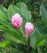 рожевий Домашні рослини Альпінія Квітка (Alpinia) фото