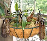 καφέ φυτά εσωτερικού χώρου Μαϊμού Μπαμπού Κανάτα λουλούδι (Nepenthes) φωτογραφία