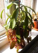 rot Zimmerpflanzen Monkey Bambuskännchen Blume (Nepenthes) foto