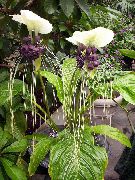 weiß Zimmerpflanzen Fledermauskopf Lilie, Bat Blume, Teufel Blume  (Tacca) foto