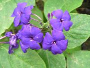 紫丁香 室内植物 蓝色鼠尾草，蓝色Eranthemum 花  照片