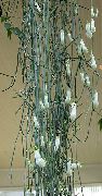 ホワイト 屋内植物 ワイングラスのつる、噴水の花、パラシュート植物 フラワー (Ceropegia) フォト