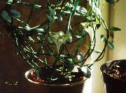 baltas Vidinis augalai Vyno Stiklo Vynmedis, Fontanas Gėlė, Parašiutas Augalų žiedas (Ceropegia) nuotrauka