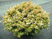 白 室内植物 六道 花 (Abelia) 照片