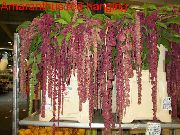 Amaranthus, Aşk-Yalan-Kanaması, Kiwicha koyu kırmızı çiçek