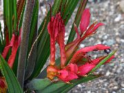 vermelho Plantas de interior Baboon Flower, Baboon Root Flor (Babiana) foto