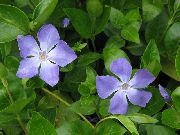Madagaskara Karmirte, Vinca gaiši zils Zieds