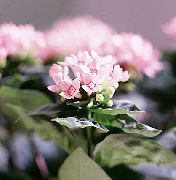 ვარდისფერი  Jasmine ქარხანა, ალისფერი Trumpetilla ყვავილების (Bouvardia) ფოტო