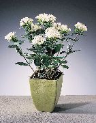 weiß  Jasmin Pflanze, Scharlachrot Trumpetilla Blume (Bouvardia) foto