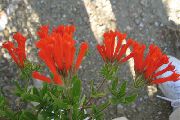 Jasmin Växt, Scharlakansröd Trumpetilla röd Blomma