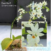 fehér Szobanövények Calanthe Virág  fénykép