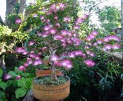 Калліандра бузковий Квітка